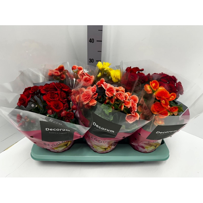 <h4>Begonia Elatior mix 14Ø 32cm</h4>