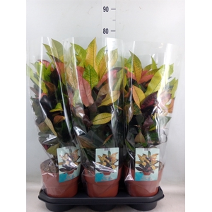 Codiaeum var. KL 'Mrs Iceton'