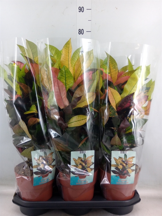 <h4>Codiaeum var. KL 'Mrs Iceton'</h4>