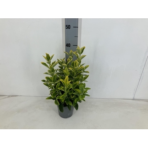 EUONYMUS JA AUREUS