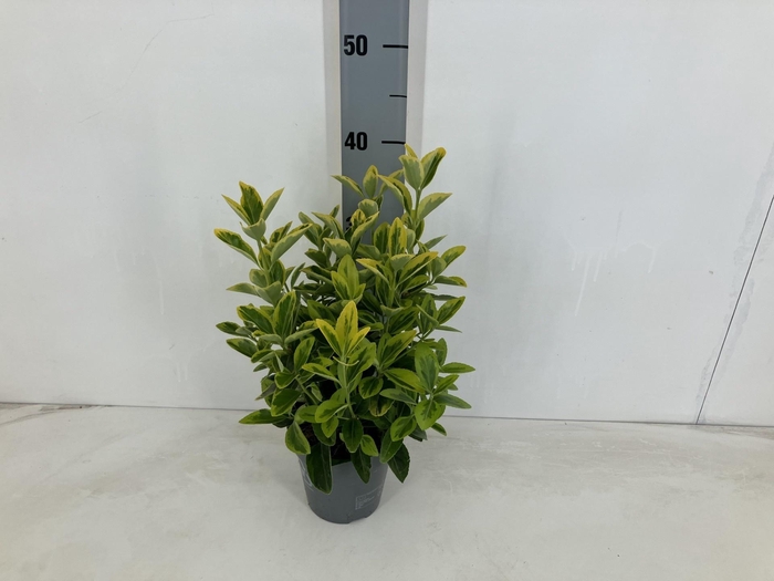 <h4>EUONYMUS JA AUREUS</h4>