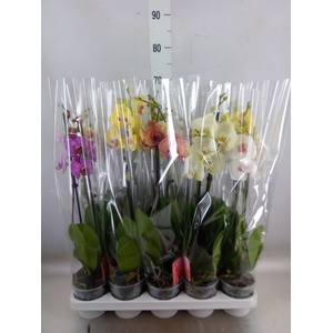 Phalaenopsis   ...mix