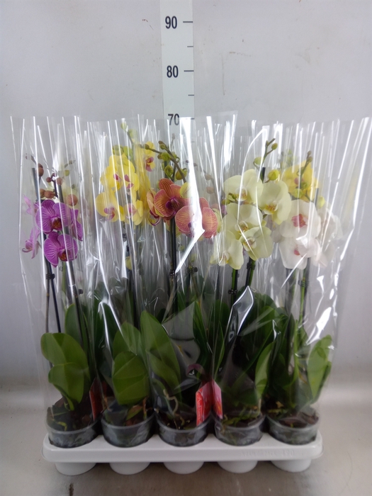 <h4>Phalaenopsis   ...mix</h4>