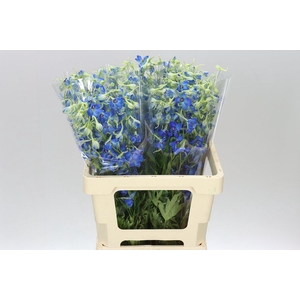 Delph En Volkerfrieden