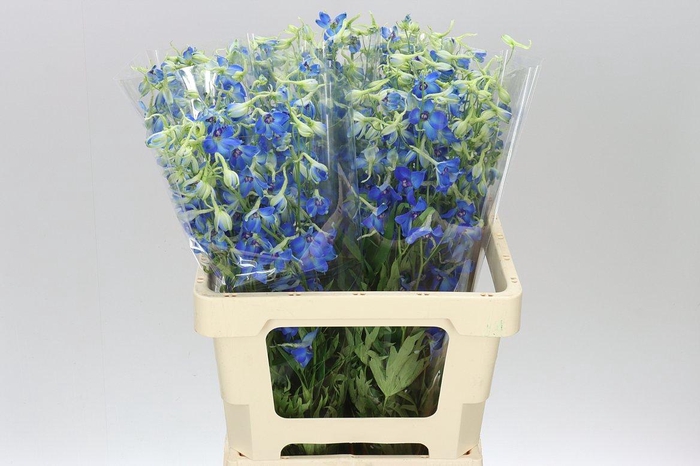 <h4>Delph En Volkerfrieden</h4>