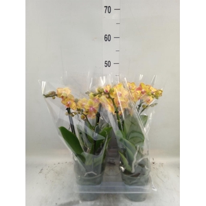 Phalaenopsis multi. 'Limpopo'