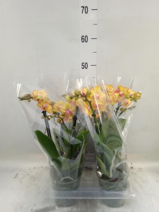 <h4>Phalaenopsis multi. 'Limpopo'</h4>
