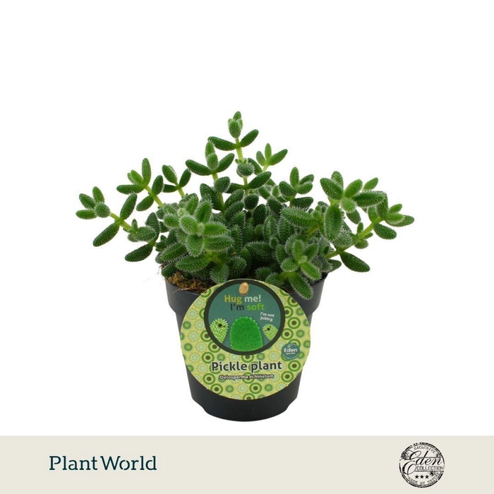 <h4>Delosperma echinat</h4>