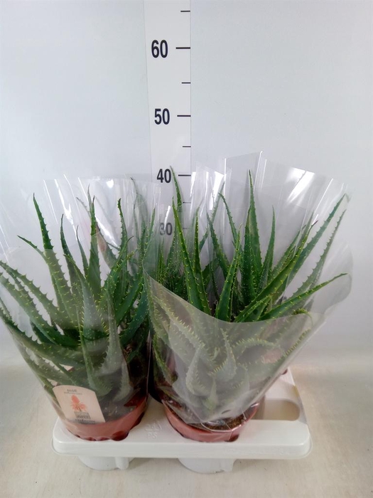 <h4>Aloe arborescens</h4>