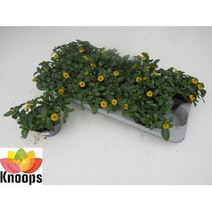 SANV PROCUMBENS