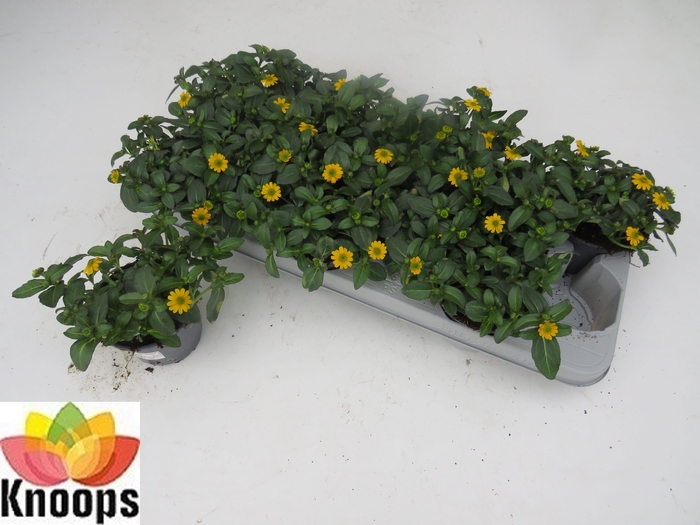 <h4>SANV PROCUMBENS</h4>