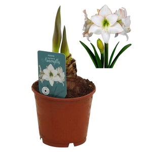 Hippeastrum Picotee exclusief