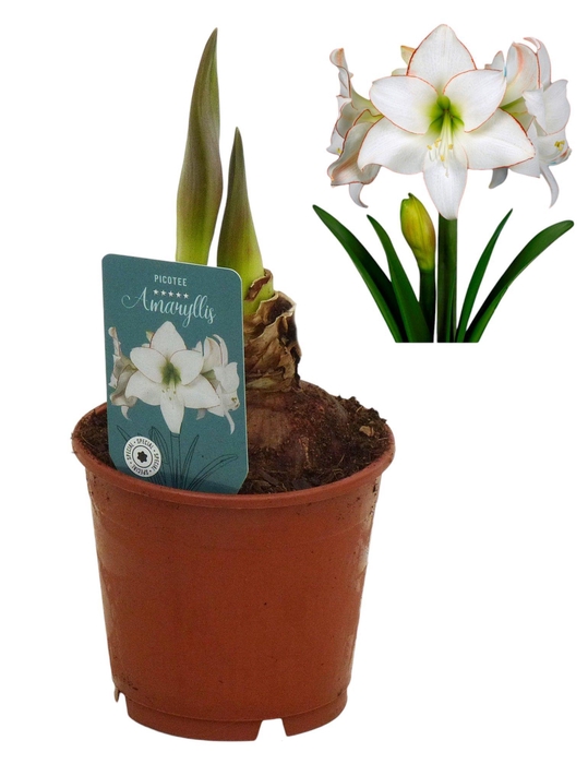 <h4>Hippeastrum Picotee exclusief</h4>