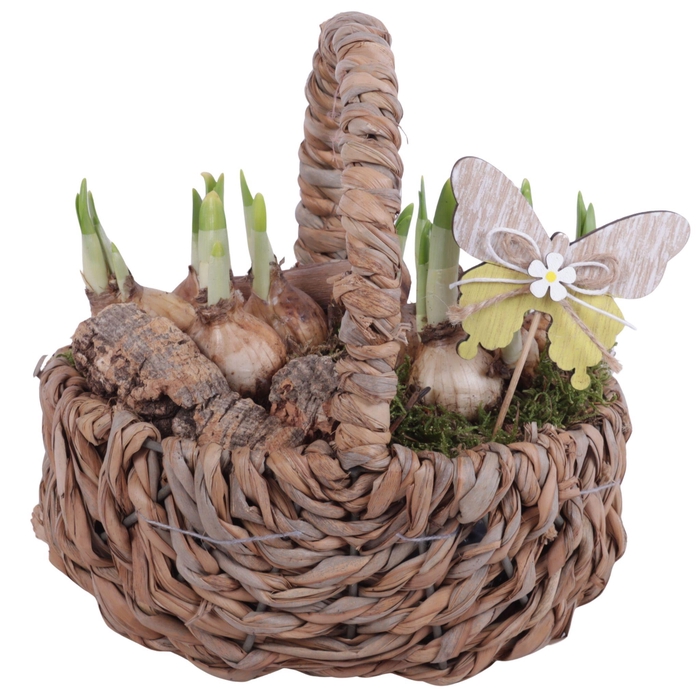 <h4>Bulbs Arr. Narcis Waterhyacint Handle Basket Ø21cm</h4>