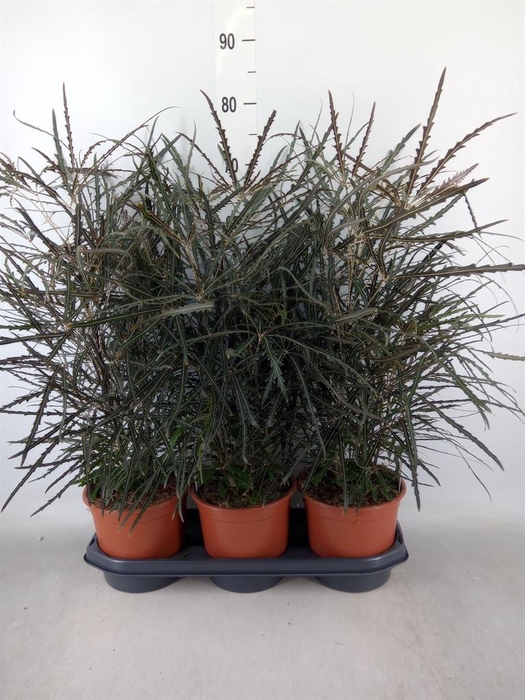 <h4>Dizygotheca eleg.</h4>