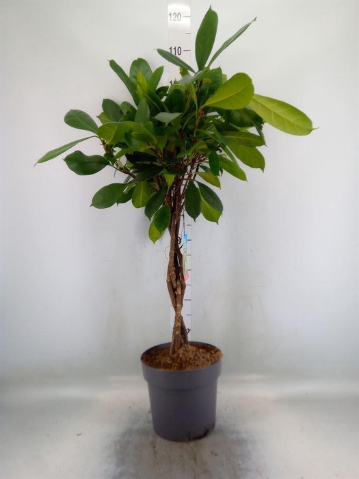<h4>Ficus cyathistipula</h4>