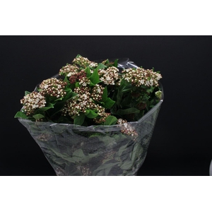 Viburnum Macrophil Bloei