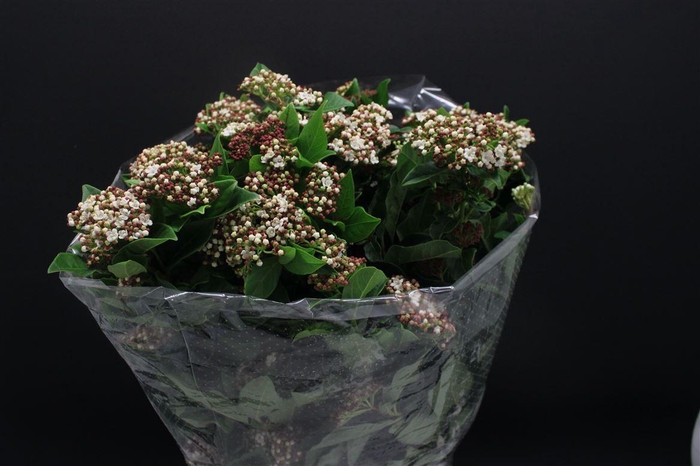 <h4>Viburnum Macrophil Bloei</h4>
