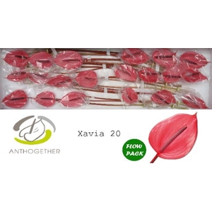 Anthurium andr. 'Xavia'