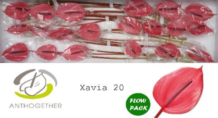 <h4>Anthurium andr. 'Xavia'</h4>