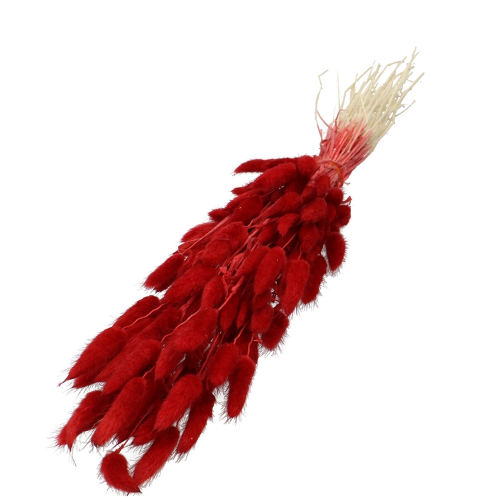 <h4>Dried flowers Lagurus 60cm</h4>