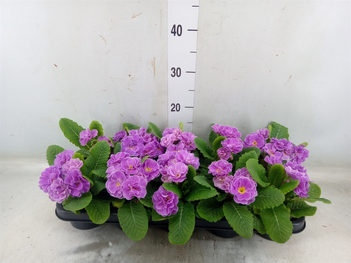 <h4>Primula ac. 'Queen'   ...mix</h4>