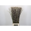 Salix Caprea Snow Flake Premium