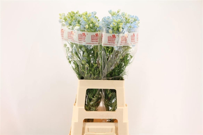 <h4>DELPH EN M SKY BLUE</h4>