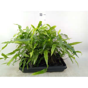 Arr.   Kamerplant Groen H%