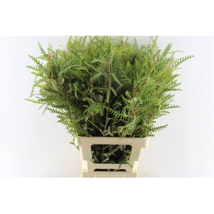 GREVI IVANHOE BRONZE