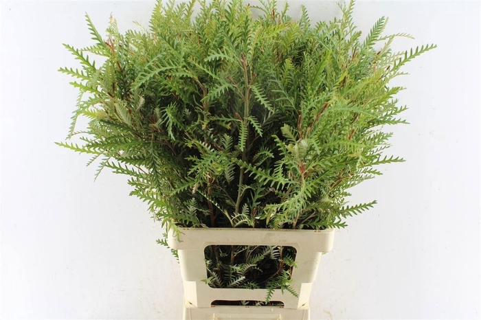 <h4>GREVI IVANHOE BRONZE</h4>