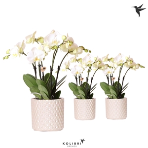 Kolibri Orchids Phalaenopsis Ghent in Diamond Pearl travertine