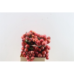 Malustak Red 60cm P Stem
