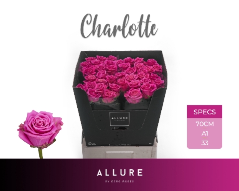 <h4>R GR CHARLOTTE ALLURE</h4>