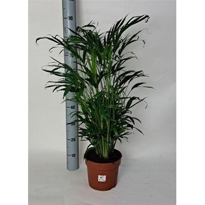 ** Chamaed Cataractarum 50pp * Winterpromo *