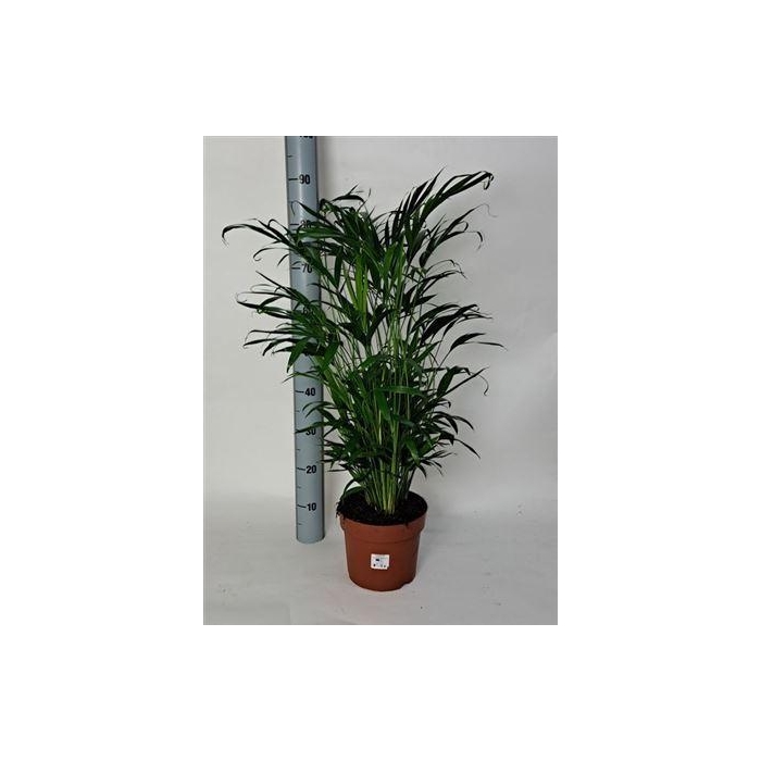 <h4>** Chamaed Cataractarum 50pp * Winterpromo *</h4>