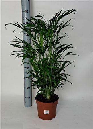 <h4>Chamaed Cataractarum 50pp</h4>