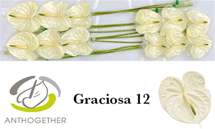 <h4>Anth A Graciosa 12</h4>