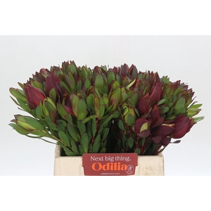 Leucadendron Senorita