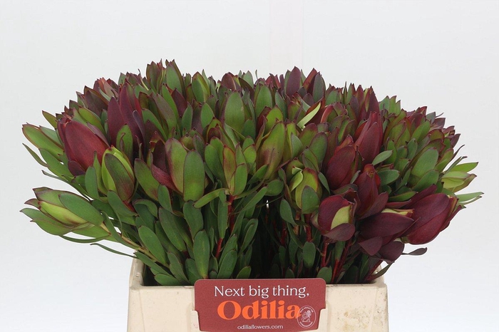 Leucadendron Senorita