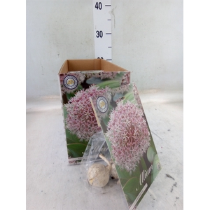 Allium   ...flowerbulbs