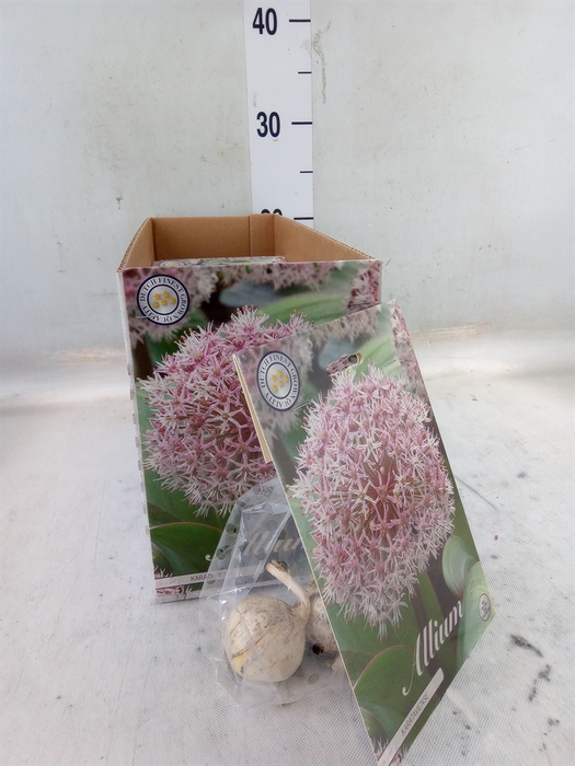 <h4>Allium   ...flowerbulbs</h4>