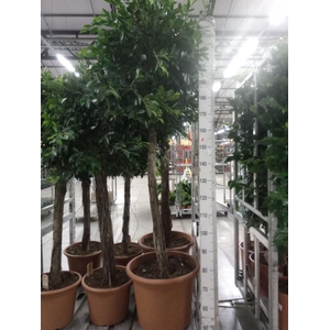 Ficus   ...