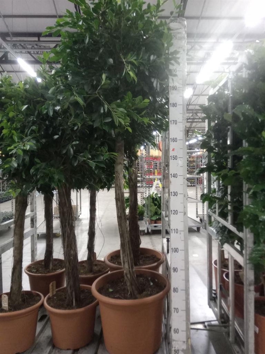 <h4>Ficus   ...</h4>
