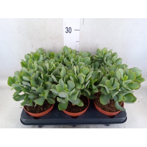 Crassula arborescens 'Petit Wave'