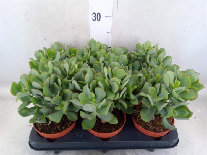<h4>Crassula arborescens 'Petit Wave'</h4>