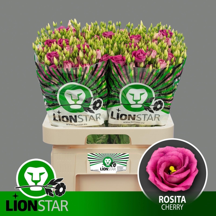 <h4>EUS G ROSITA CHERRY</h4>