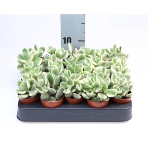 Cotyledon tome. ladys.