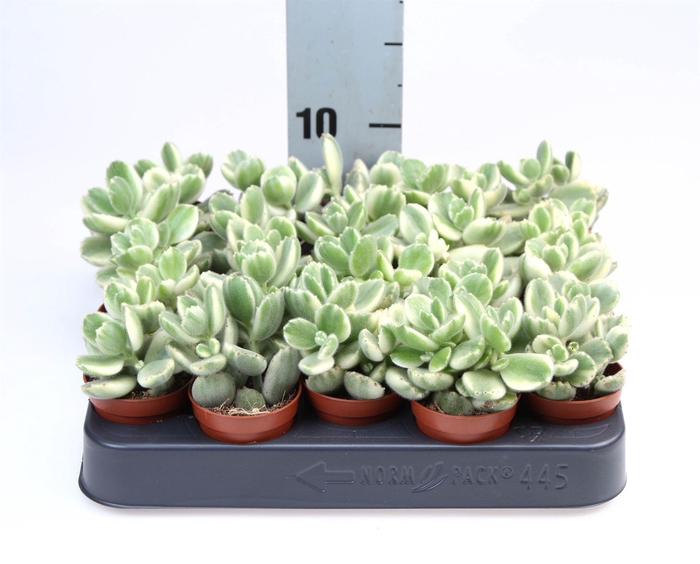 <h4>Cotyledon tome. ladys.</h4>