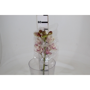 CYMBIDIUM HT MIN 9 FLS ROSA CLARO